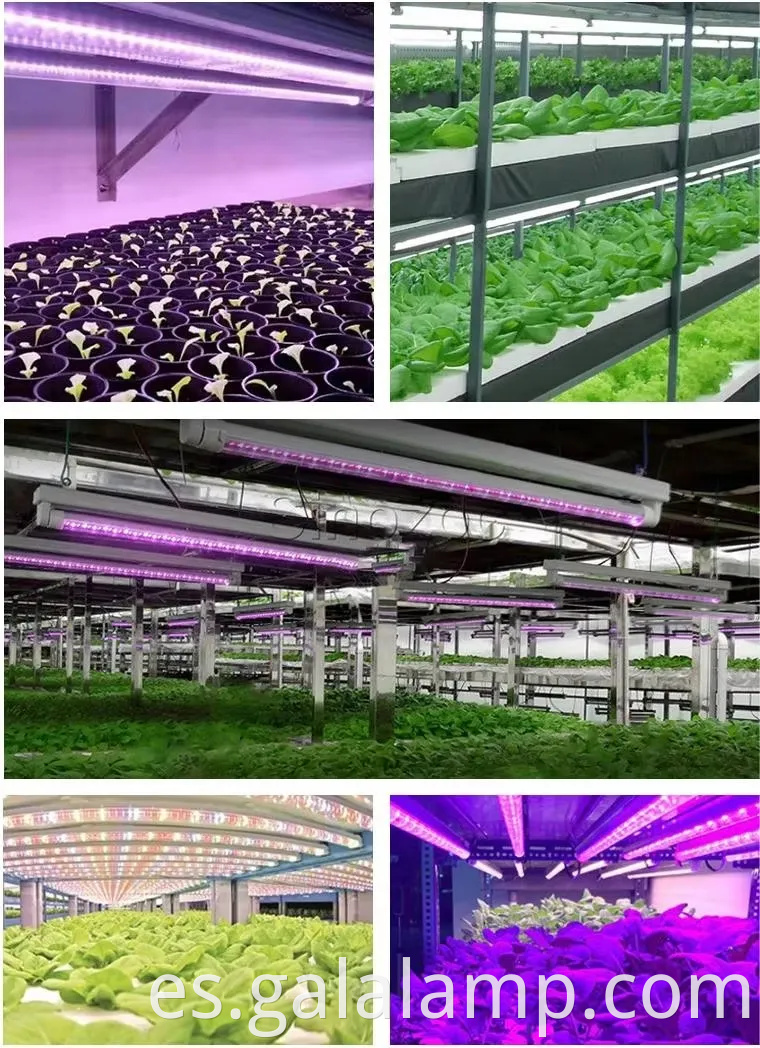 Cultivar plántulas, luz de suplemento para el crecimiento, luz de planta del espectro completo T5
